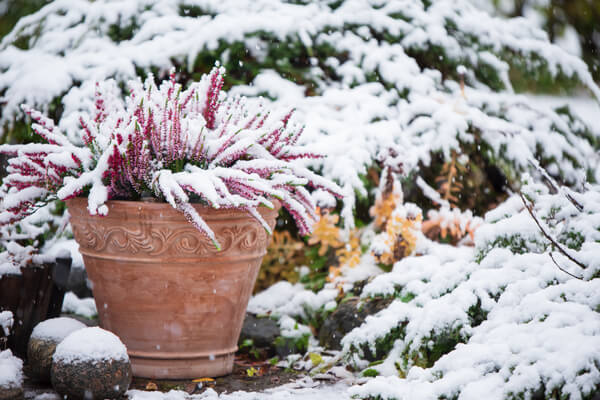 Kübelpflanzen im Winter mit Schnee