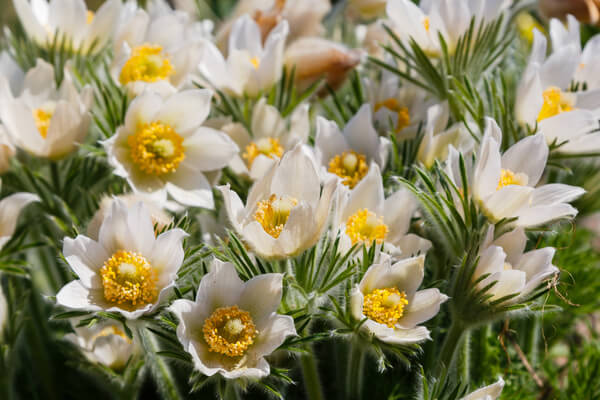 Küchen­schelle oder Kuh­schelle (Pulsatilla alpina)