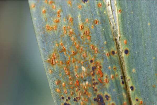 Lauchrost (Puccinia-allii)