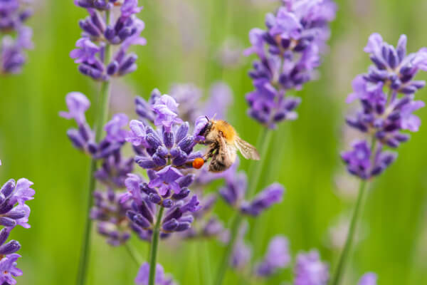 Biene auf Lavendel