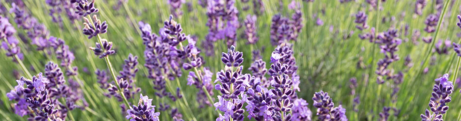 Duftender Lavendel: Heil- und Gewürzpflanze