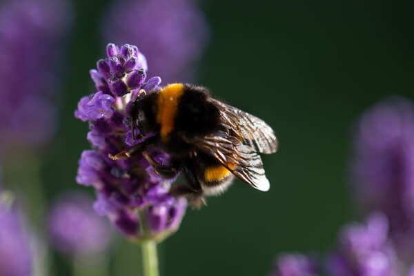 Hummel auf Lavendel