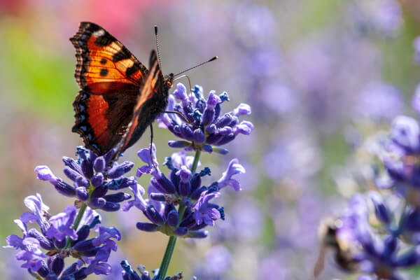 Lavendel Sommervogel