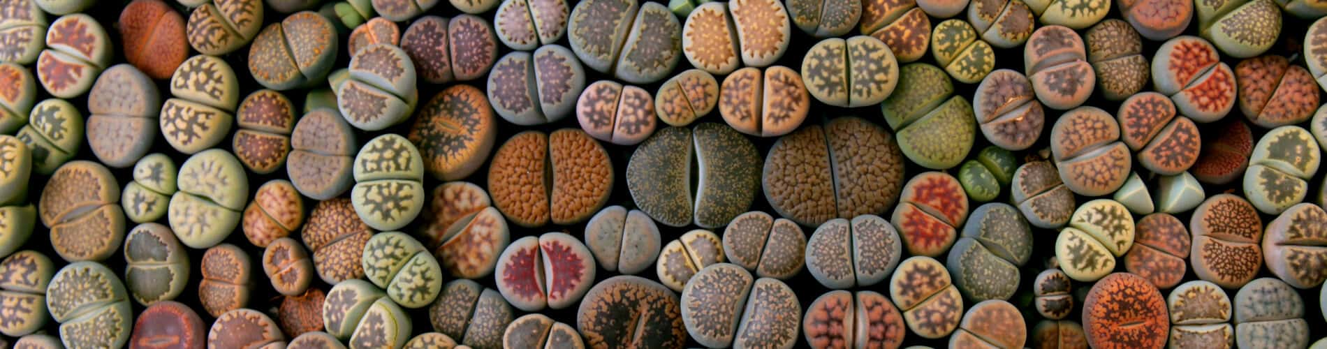 Lebende Steine (Lithops) - Kieselstein Pflanzen