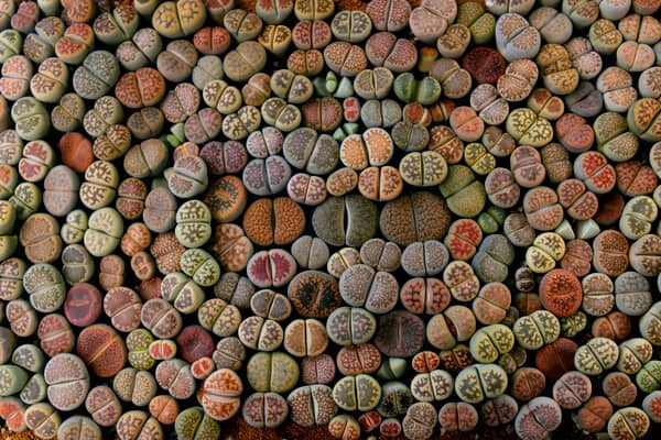 10 Samen von LITHOPS lesliei Pietersburg Form lebende Steine