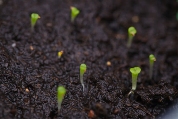 Lithops Keimlinge