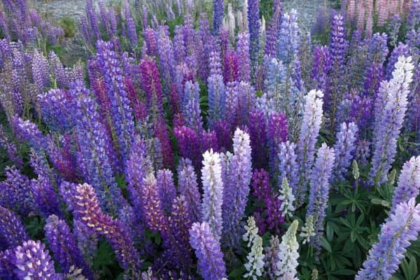 Lupinen Susslupine Pflanzen Essen Saemereien Ch