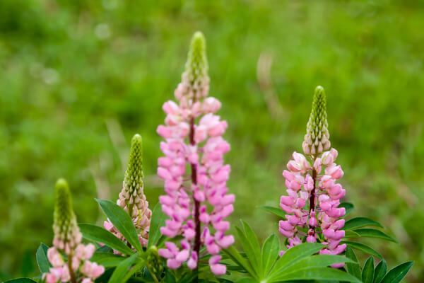 Lupine (Albus) pink