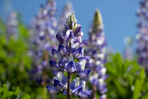 Lupine (Albus) Violett