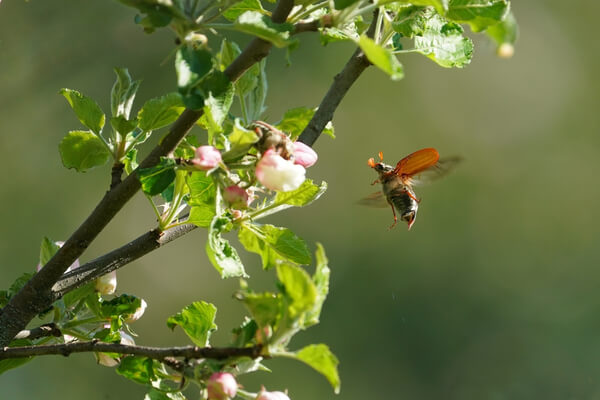 Maikäfer an Obstbaumblüte