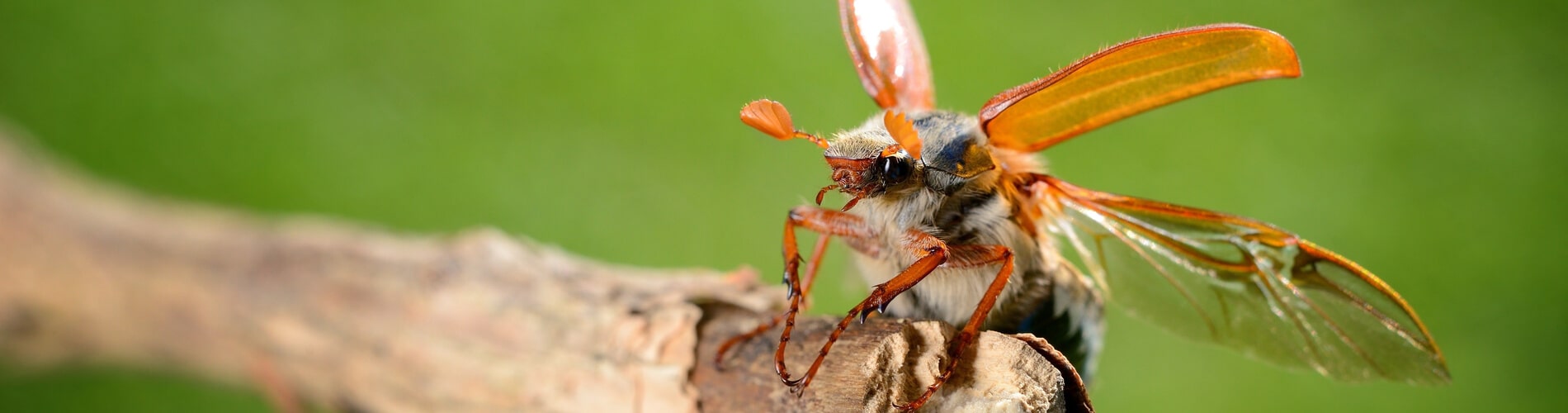 Maikäfer im Flug