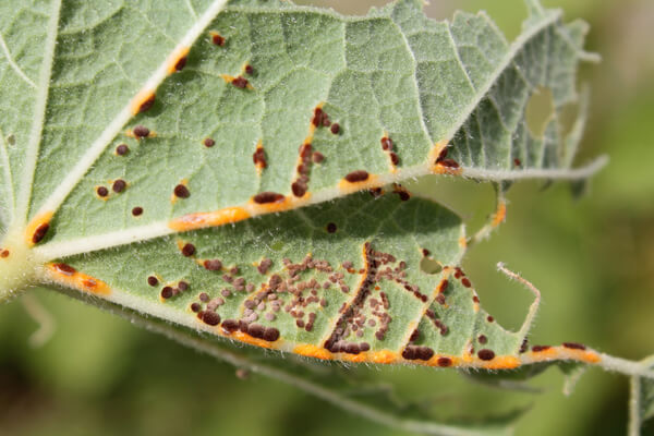 Malvenrost (Puccinia malvacearum)