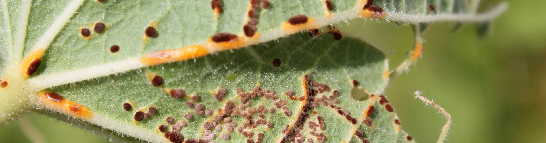 Rostpilze an Kräutern, Gemüse & Blumen bekämpfen