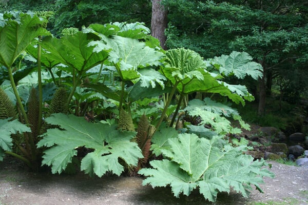 Riesen-Rhabarber, Mammutblatt (Gunnera manicata)