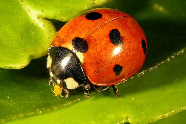 Marienkäfer