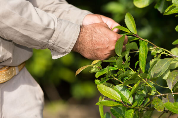 Mate Ilex paraguariensis Ernte