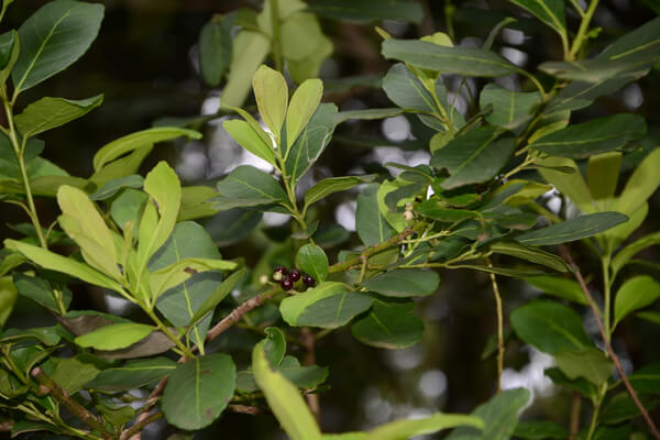 Mate Ilex paraguariensis Blätter