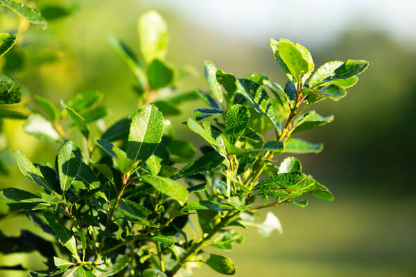 Mate Ilex paraguariensis Blätter