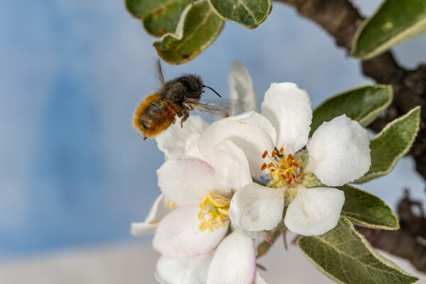 Mauer­bienen (Osmia)