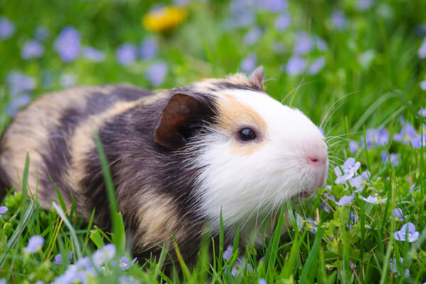 Meerschweinchen auf Wiese