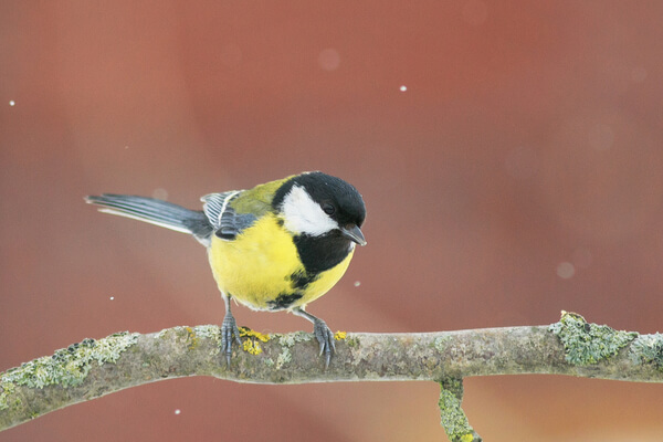 Vogel auf Ast