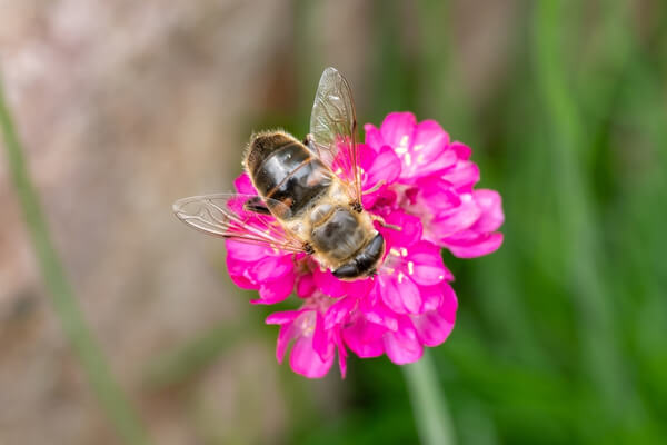 Mistbiene (Eristalis tenax)