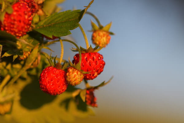 Moschus Erdbeeren am Waldrand