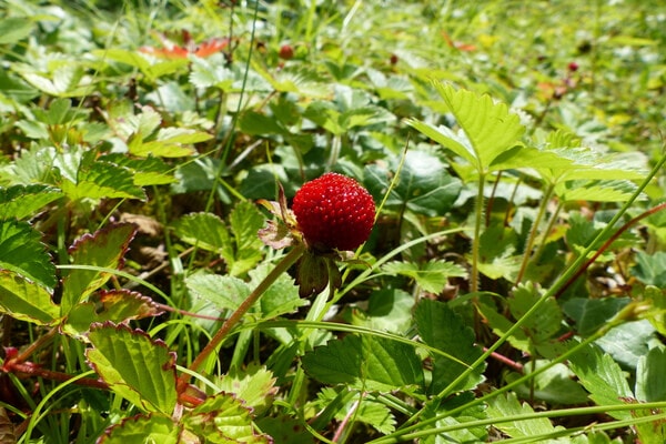 Moschus Erdbeeren Wiese