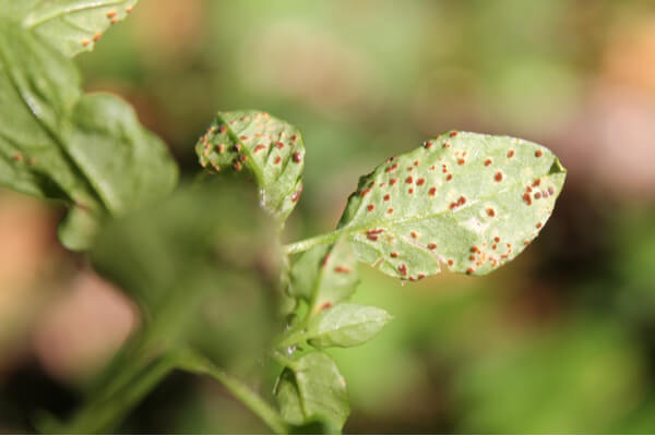 Nelkenrost(Puccinia arenariae)