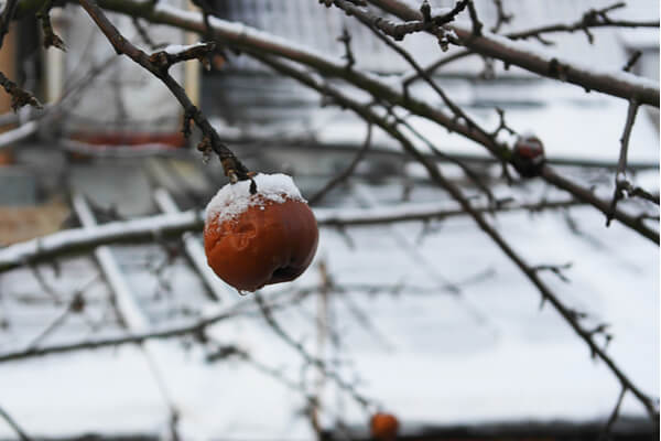 Obstbaum scheiden