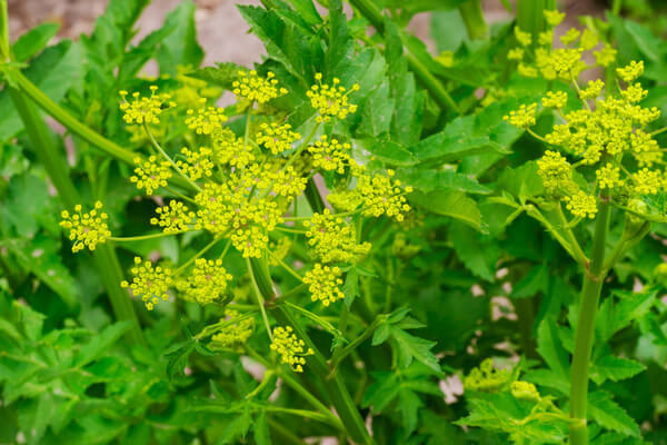 Blüten der Pastinaken-Pflanze