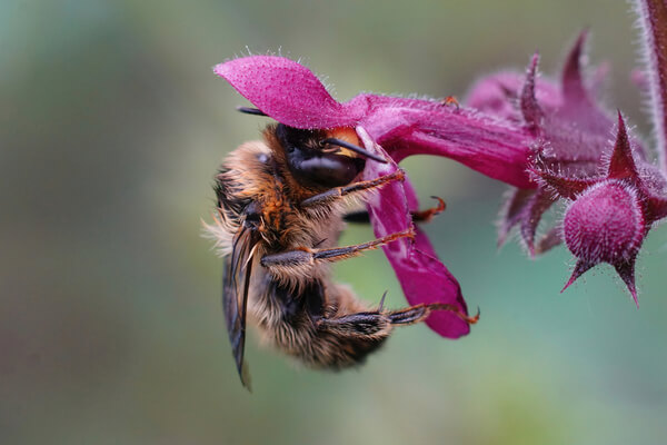 Pelzbienen (Anthophora)