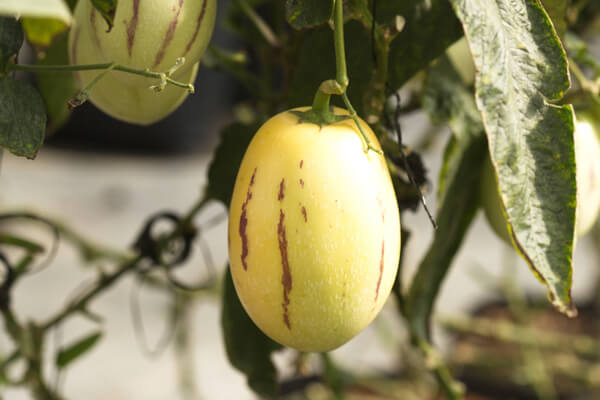 Birnenmelone an der Pflanze