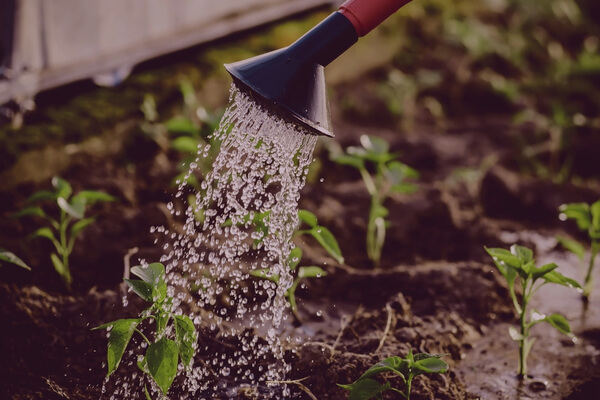 Pflanzen mit Regenwasser giessen