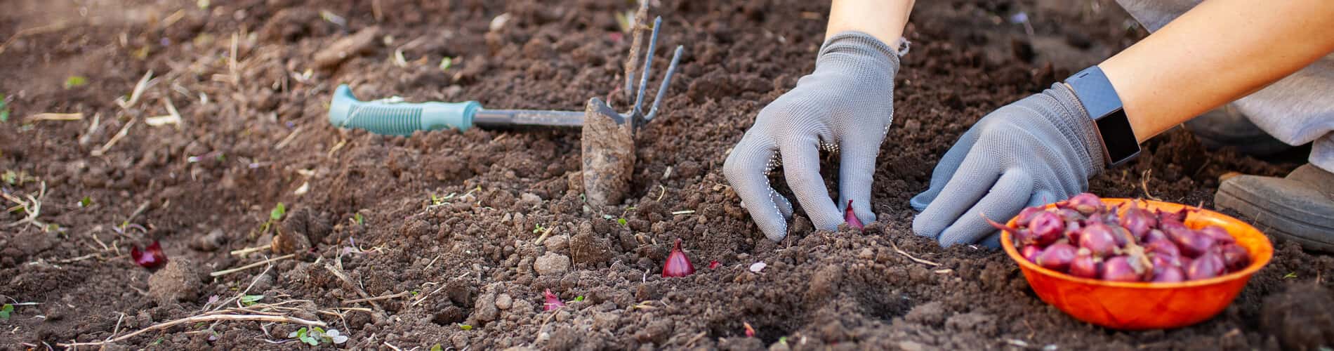 Pflanzgut: Vorteile und Vorgehen bei der Pflanzung von Kartoffeln, Steckzwiebeln, Knoblauch, Blumenzwiebeln und Spargeln