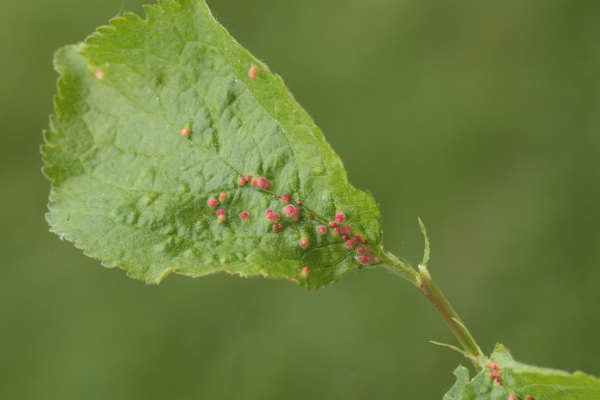 Beutel­gall­milben an Pflaumen­blatt