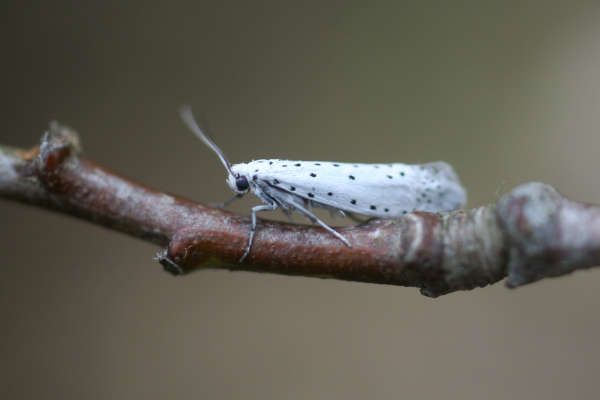 Falter der Gespinstmotte (Prunus Spinosa)