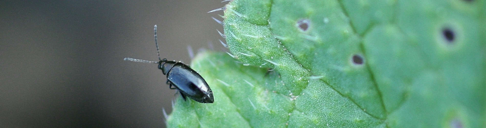 Erdflöhe/Flohkäfer: Winzige Schädlinge im Gemüsegarten