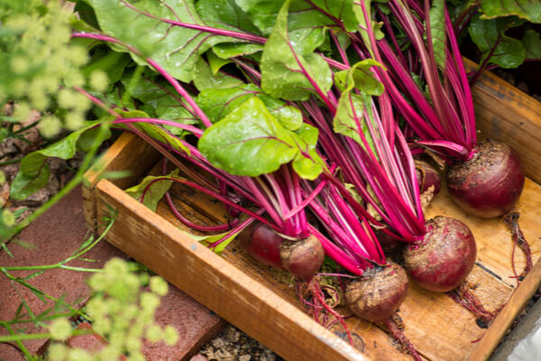 Randen (Beta Vulgaris) ernten