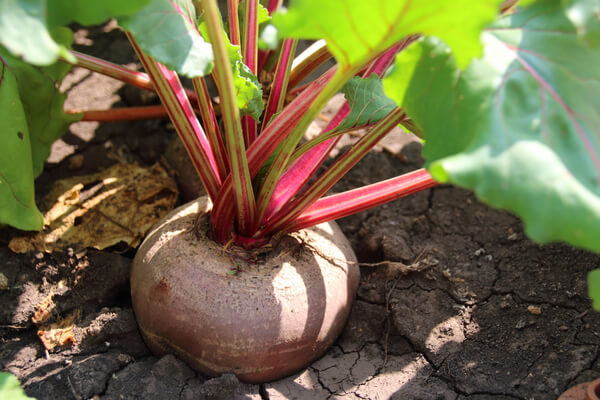 Randen (Beta vulgaris)