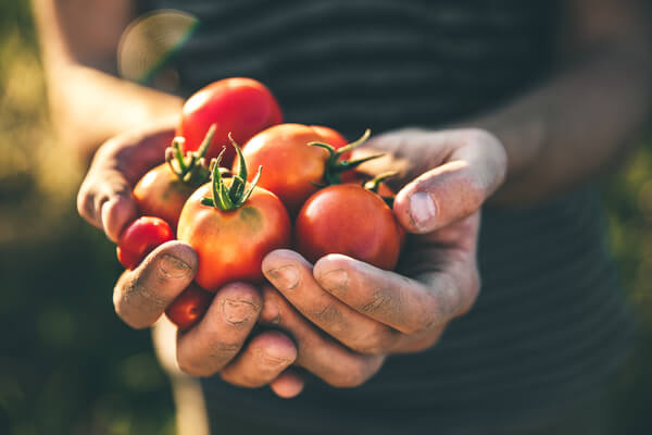 Reinsaat Tomatenernte