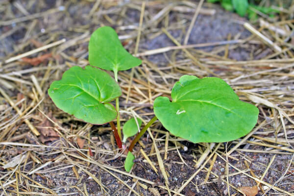 Rhabarber (Rheum Rhabarbarum) Jungpflanze