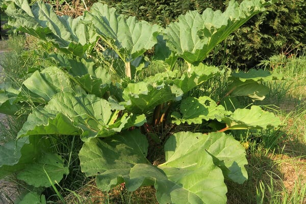 Gemüse-Rhabarber (Rheum rhabarbarum)