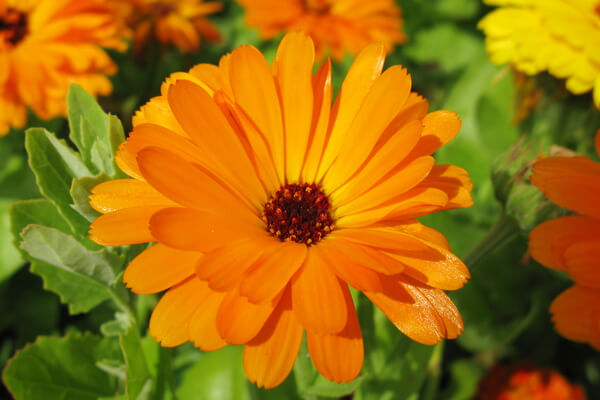 Ringelblume (Calendula officinalis)