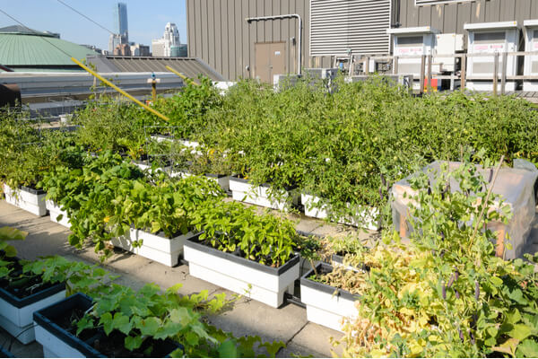 Roof Top Gardening