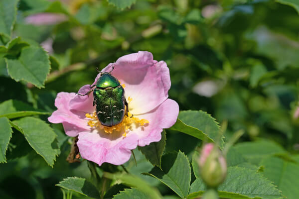 Rosenkäfer (Cetoniinae)