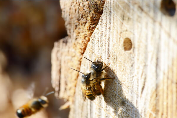 Rostrote Mauerbiene (Osmia bicornis)