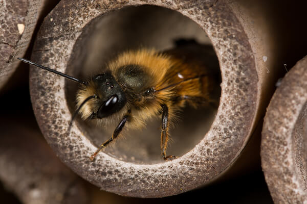 Rostrote Mauerbiene (Osmia bicornis)