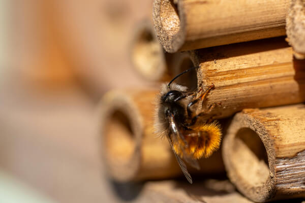 Rostrote Mauerbiene (Osmia bicronis)