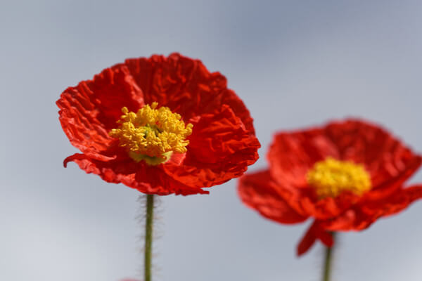 Islandmohn (Papaver nudicaule)